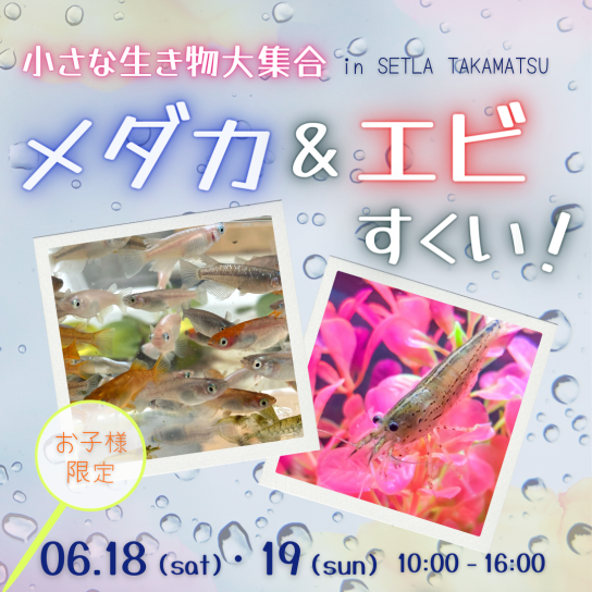 小さな生き物大集合!メダカ&エビすくい!