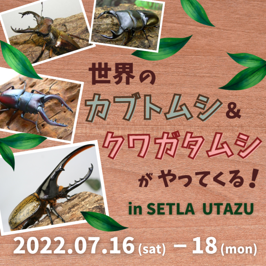 世界のカブトムシ・クワガタムシがやってくる!