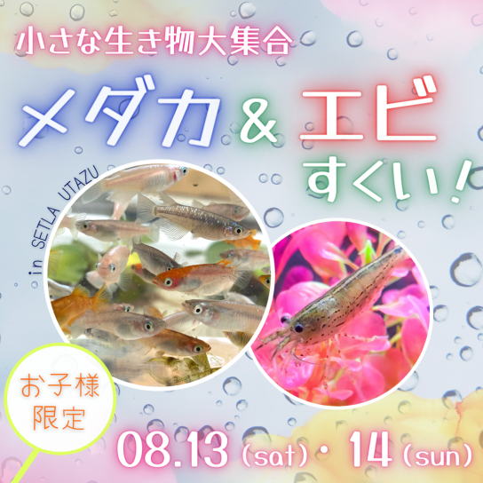 小さな生き物大集合！メダカ&エビすくい！