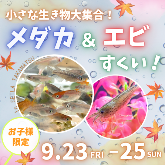 小さな生き物大集合!メダカ&エビすくい!