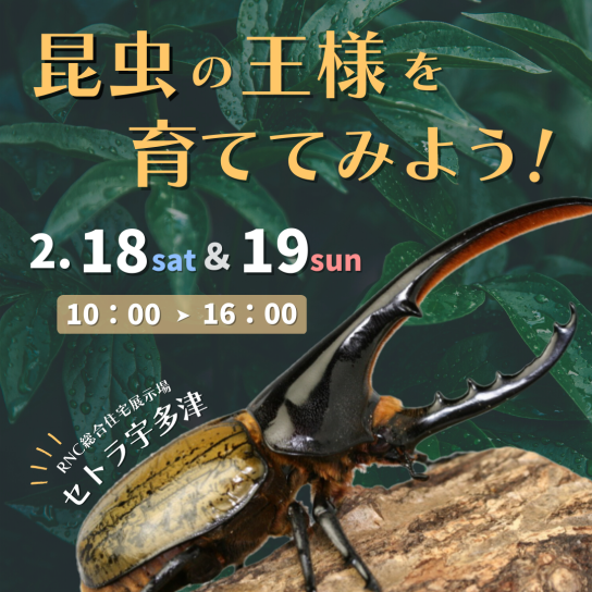 昆虫の王様を育ててみよう！