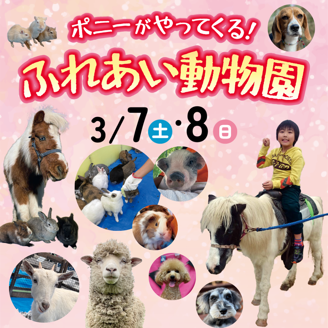 ポニーがやてくる！ふれあい動物園